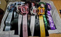 FNT Ribbons